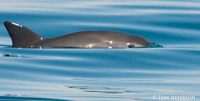 Source: IUCN-CSG.org