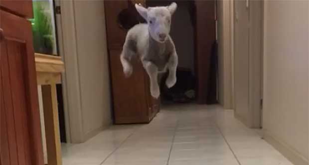 Watch This Little Lamb Jump for Joy Every Time His Name Is Called