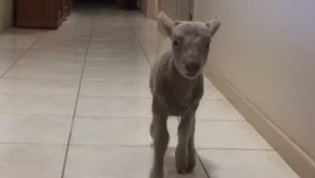 Source: Vine/Life of Shannen