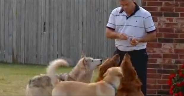 Lone Wolf Warms Hearts and Becomes Part of the Community