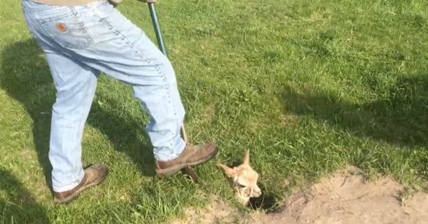 Watch This Adorable Week-Old Alpaca Calmly Wait to be Rescued From a Hole