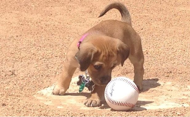 A Super Cute Puppy Was Drafted to a Baseball Team After Being Abandoned in the Parking Lot