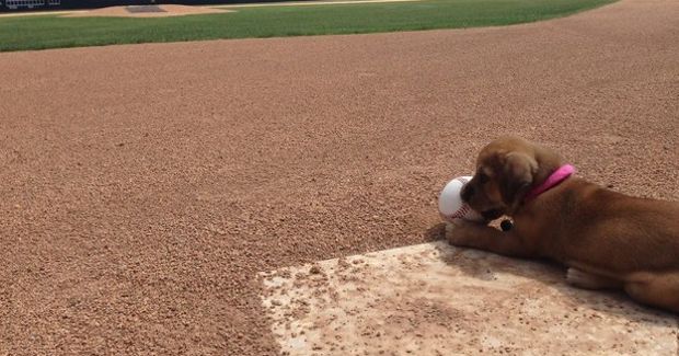 Source: Facebook The Savannah Bananas