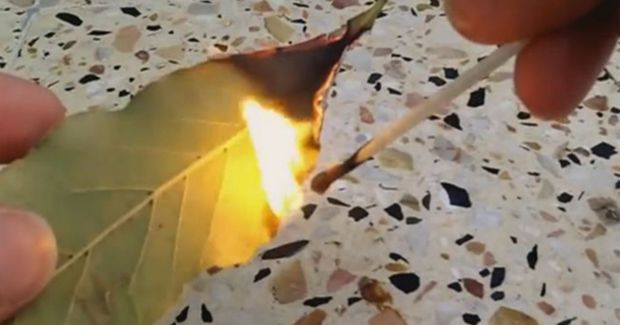 Bay Leaves Can Do Much More Than Just Add Flavor to Your Meal