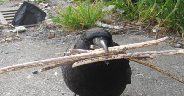 Source: Canuck And I