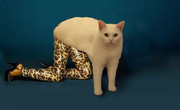 Awkward Cat Half Sitting and Standing Turns Into Epic Photoshop Battle