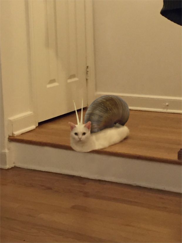 Source: REDDIT, BONKAVONK