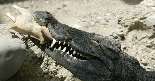 Source; Georgios Kefalas