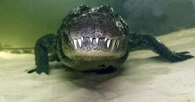 Deadly Man-Eating Nile Crocodiles Found in Florida