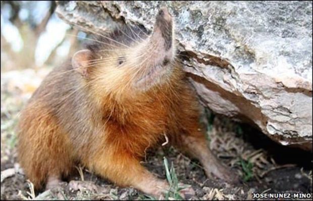 Research Shows Endangered Mammal May Have Lived With Dinosaurs