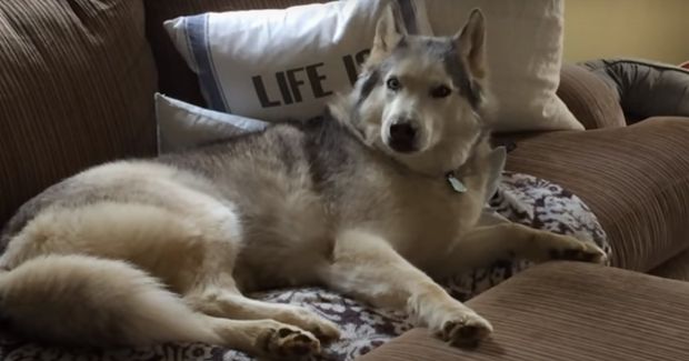 Source: Rumble Viral