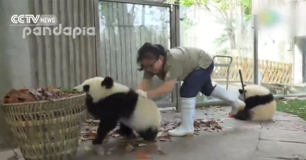 Watch These Two Adorable Pandas Fight Over a Basket of Leaves