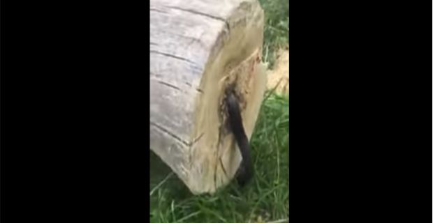 Source: YouTube Sean Naber