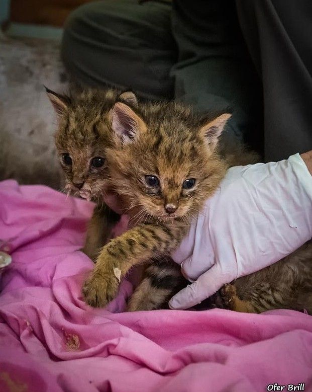 17-jungle-cat-kittens-rescued-e1457626365572