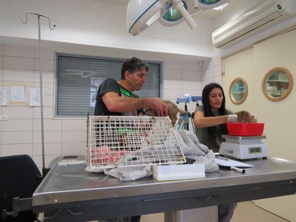 10-jungle-cat-kittens-rescued-600x450