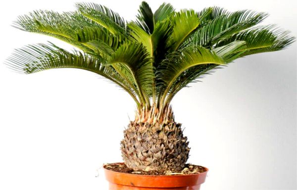 Source: balconygardenweb.com