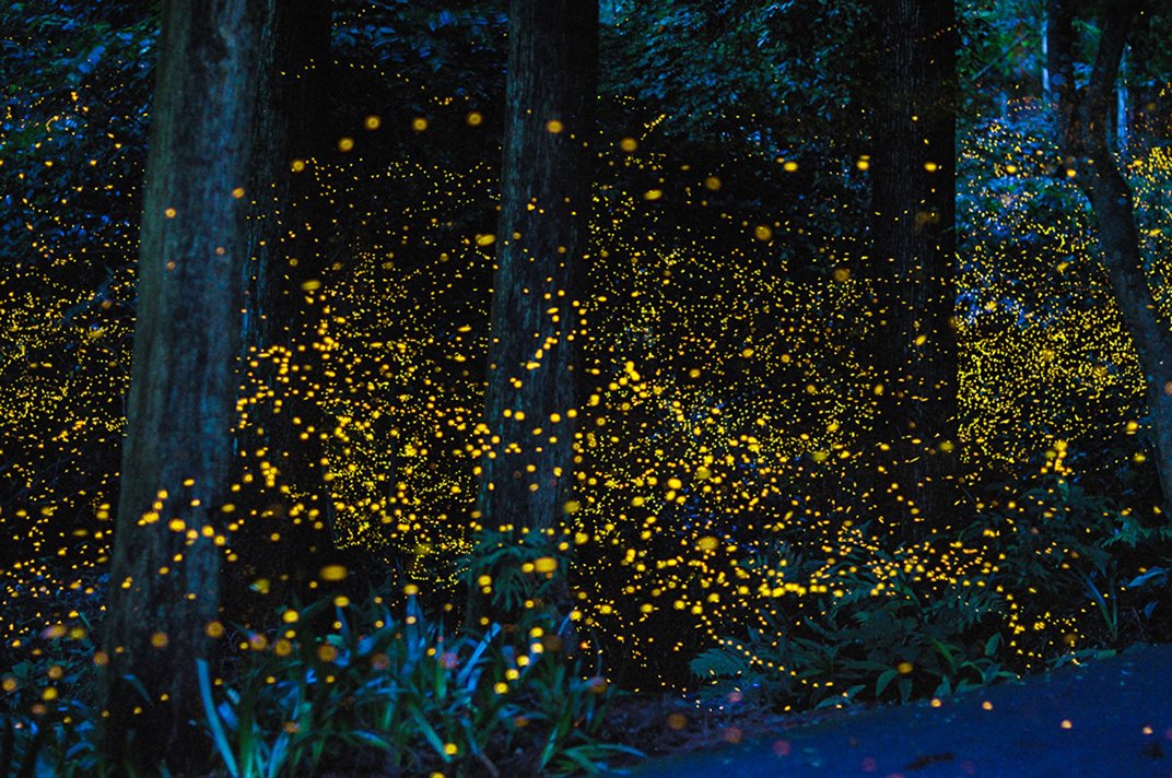 Here's How To Attract Fireflies To Your Backyard - Its The Vibe