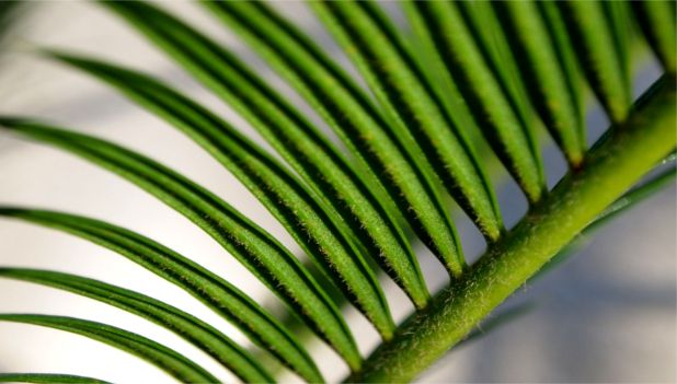 Source: plazaplants.com