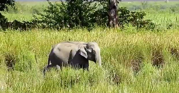 Source: Forest Man/National Geographic