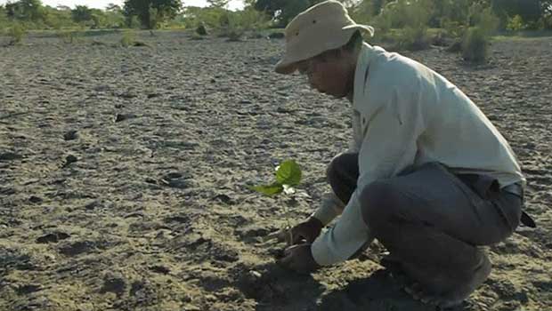His Island Was Disappearing. For 40 Years He’s Planted a Forest Larger Than Central Park to Save It.