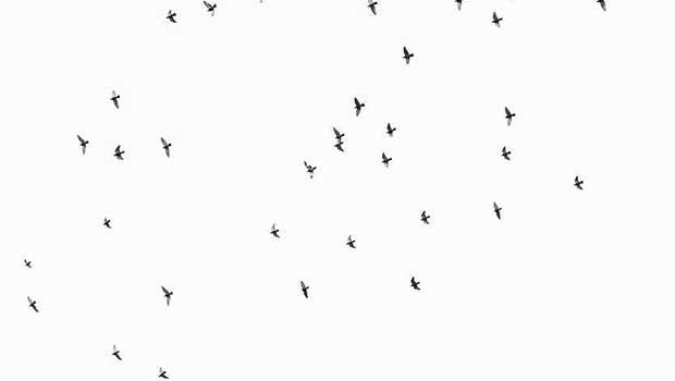 At Orlando Vigil, Photog Captures 49 Birds Flying Over for 49 Victims