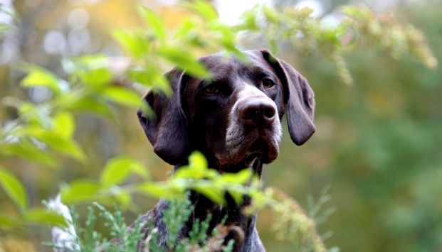 Warning for Pet Owners: This Plant Can Be Deadly for Your Dog