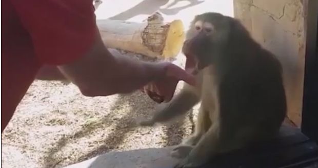 Baboon Left Speechless After Zoo-Goer Performs Magic Trick