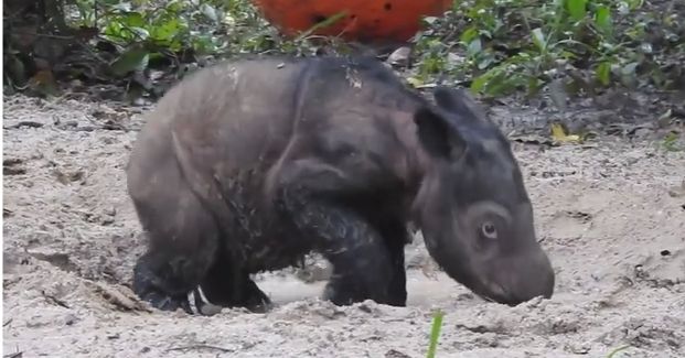 Watch This Adorable Rhino Splash Around in the Mud