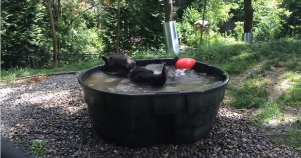 Bear Takes Glorious Bath; Makes Everything Better