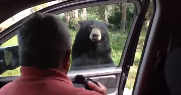 Bear Opens Family’s Car Door, Does Not Get Welcome He Deserves