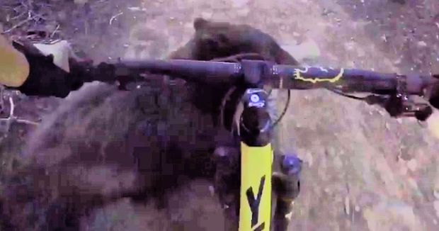 You Won’t Believe This Footage of a Mountain Biker Crashing Into a Bear