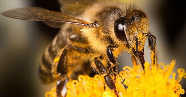 This Is What Would Happen If All the Bees Died