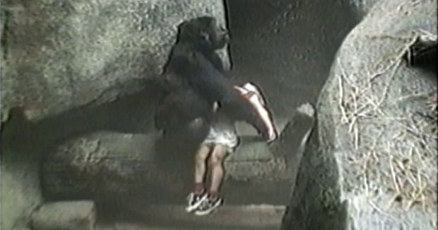 Video of Mother Gorilla Rescuing 3-Year-Old Boy Resurfaces After Cincinnati Zoo Incident