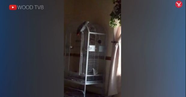 Parrot That Witnessed Murder Says ‘Don’t F***ing Shoot’
