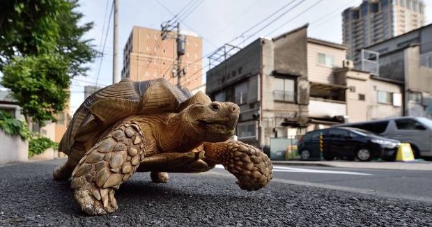 Meet the Giant Tortoise That Goes for Walks With His Owner