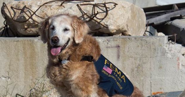 The Last 9/11 Search-and-Rescue Dog Dies at Age 16