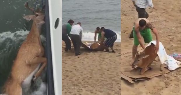 Fishermen Rescue Deer Swimming in Long Island Sound