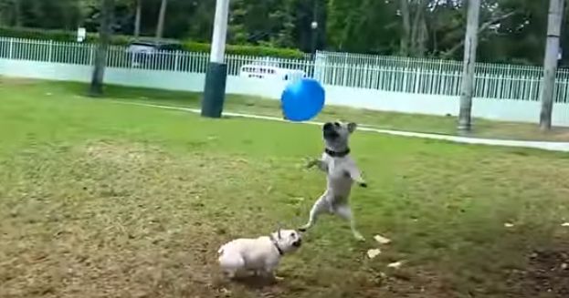 French Bulldogs Playing With Balloons Is the Best Thing You’ll See All Day