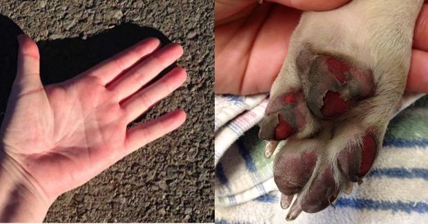 How to Prevent Your Dog's Paws From Burning on Hot Pavement - Your ...