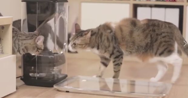 Cat-Feeder Uses Facial Recognition to Perfectly Dispense and Manage Your Cat’s Diet
