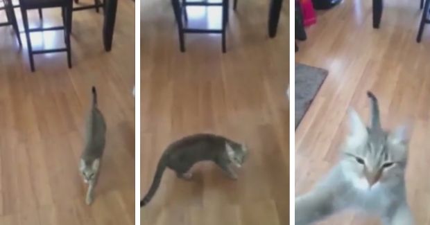 Cat Hates When Owner Sings Despite the Woman’s Beautiful Voice