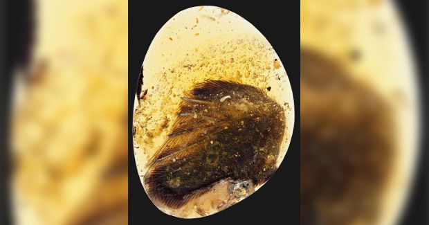 Rare Dinosaur Bird Wing Found in Amber