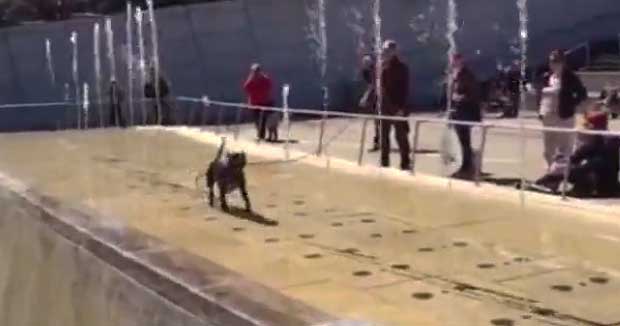 We Should All Be This Happy Puppy in a Summer Fountain