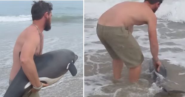 Beached Baby Dolphin Gets Second Chance
