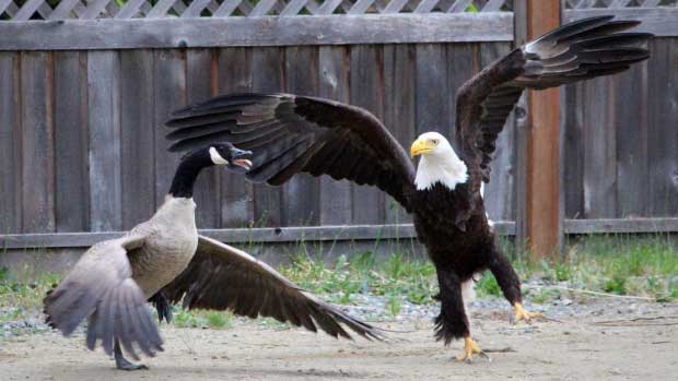 American Bald Eagle V. Canada Goose Is the Super Power Showdown We Deserve
