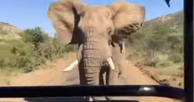 Arnold Schwarzenegger Safari Ride Rushed by Elephant