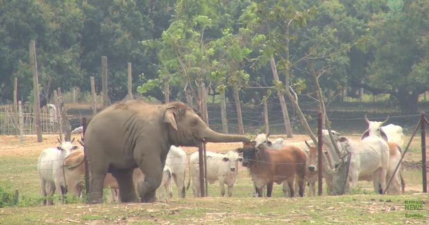 Cows Are Not Impressed by Baby Elephant’s Dance Moves