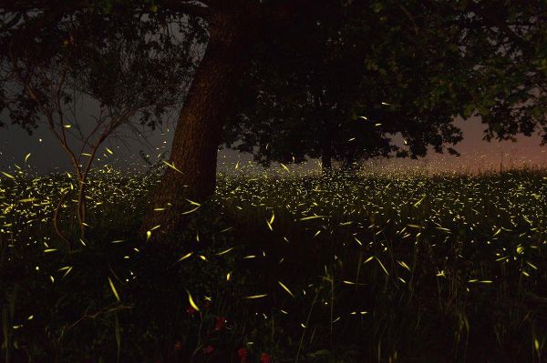 Source: Animals.nationalgeographic.com