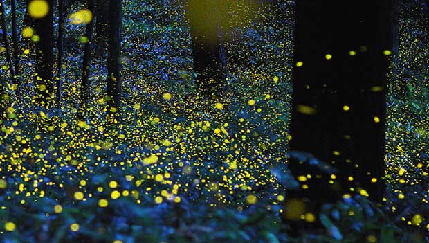How to Attract Fireflies to Your Garden