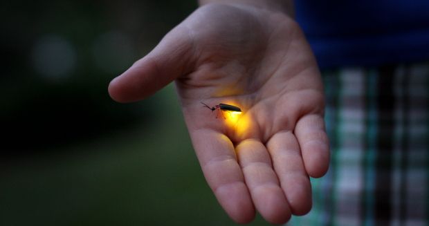 Source: Nextdoornature.org